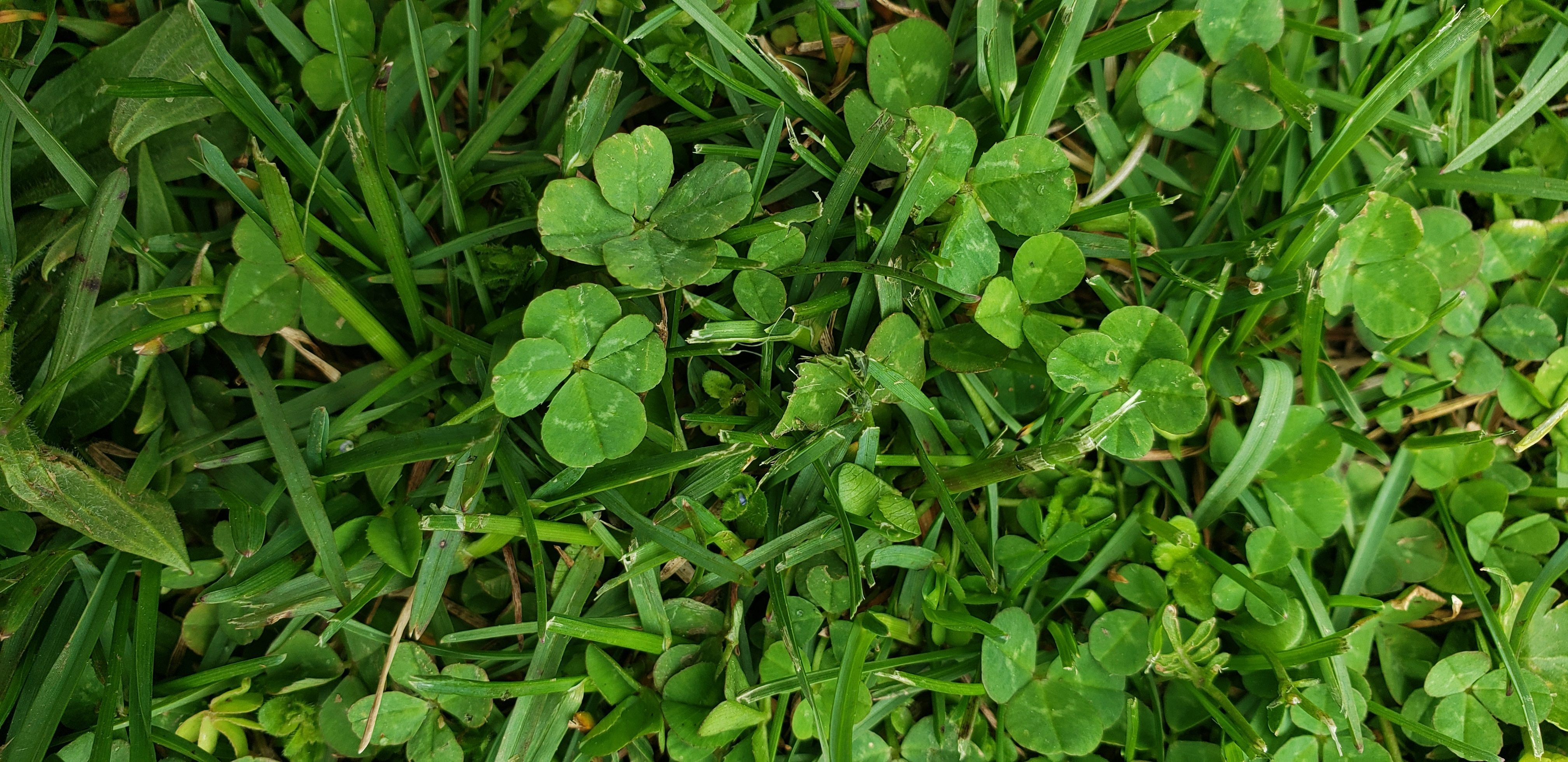 How many 4 leaf clovers can you find?