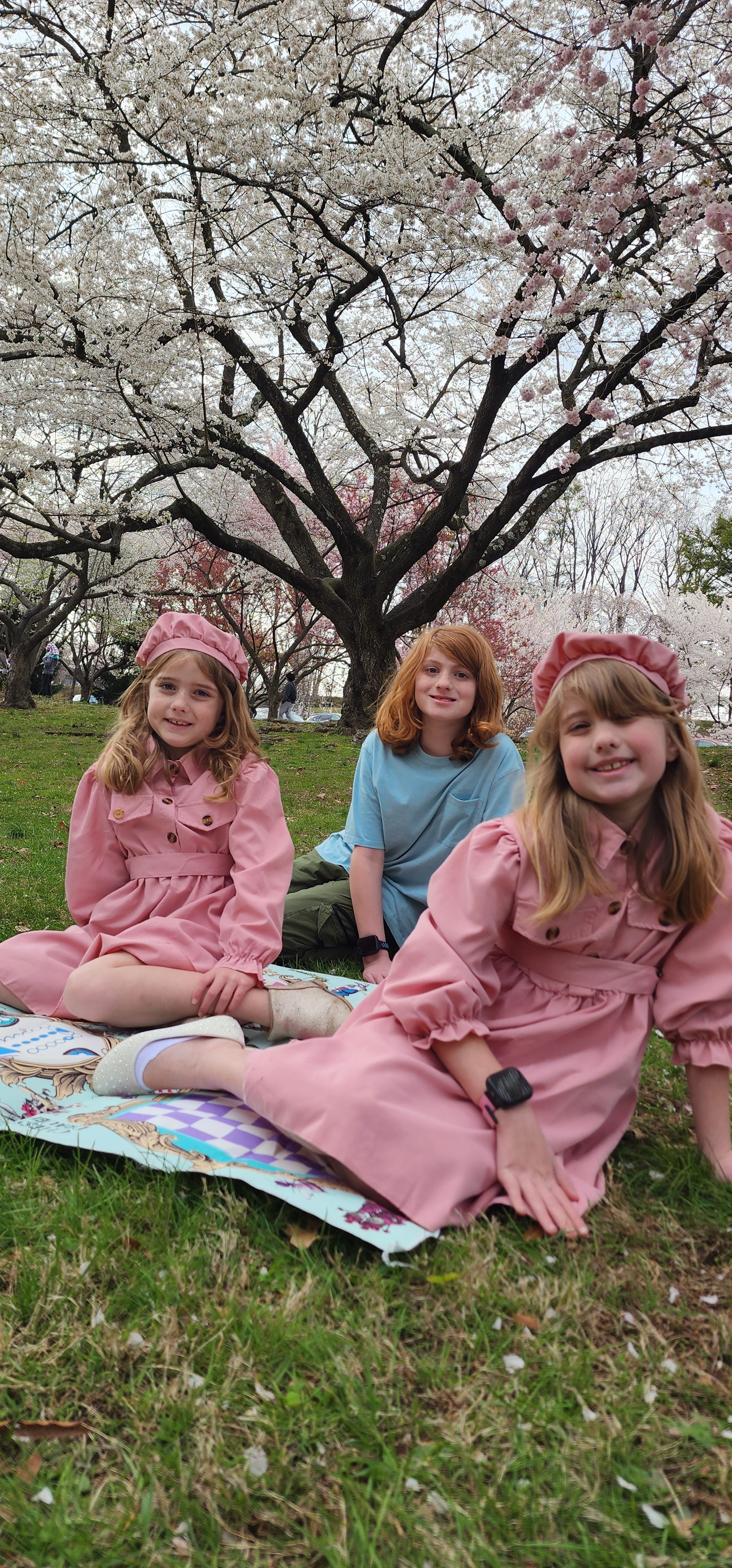 Cherry Blossoms
